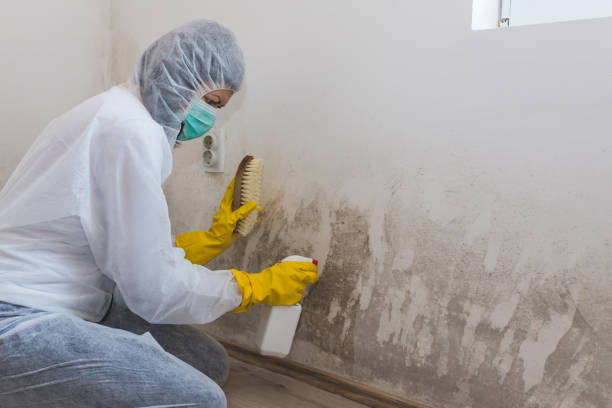 Best Home Mold Removal  in Roseto, PA