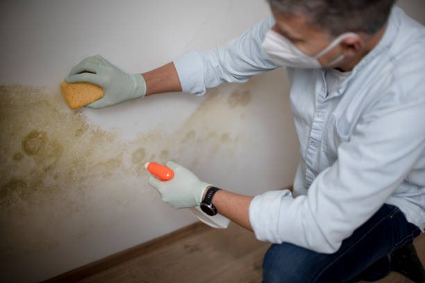 Best Office Mold Removal Services  in Roseto, PA
