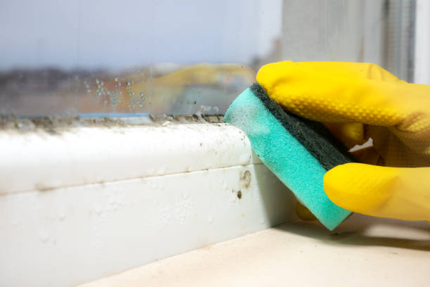 Best Water Damage Restoration  in Roseto, PA