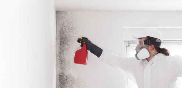 Best Toxic Mold Removal  in Roseto, PA