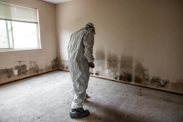 Best Mold Testing  in Roseto, PA