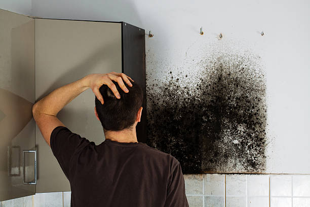 Best Mold Remediation Services  in Roseto, PA
