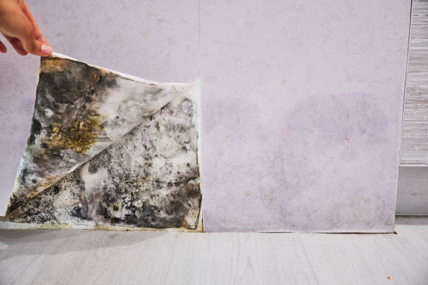 Best Fast Mold Removal  in Roseto, PA